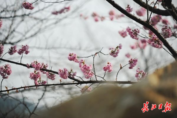 武漢東湖櫻園早櫻開了