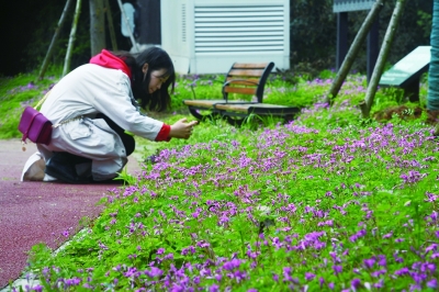 東湖綠心變“花心” 五一去逛世界級賞花勝地