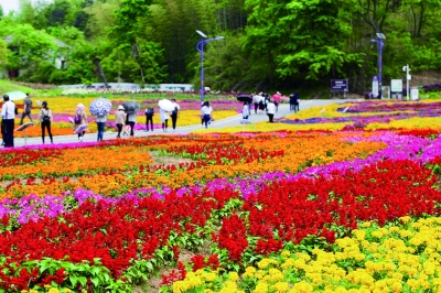 英山四季花海兩週年迎來“最炫田園風”