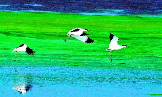 “鳥人”鏡頭捕捉300余野生鳥類