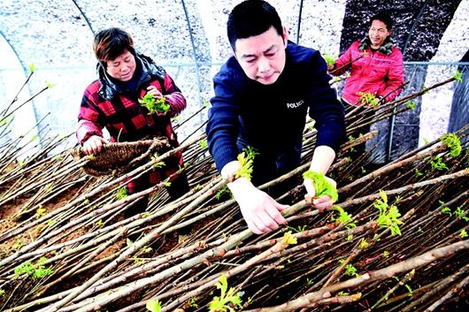 湖北恩施：椿芽飄香脫貧路