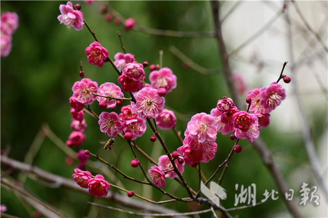 湖北保康：紅梅花開引蜂來