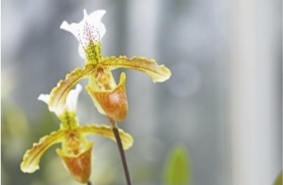 武漢植物園熱帶蘭展將於2月5日啟幕 8000株蘭花齊聚迎春