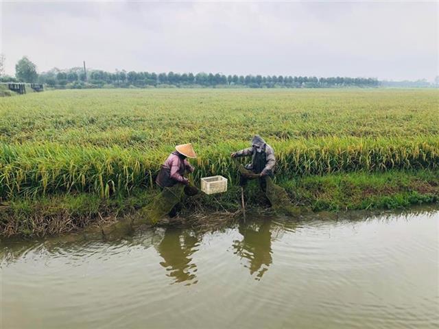 湖北農業科技創新行動正式啟動 蔬菜生産化肥化學農藥用量減少15%