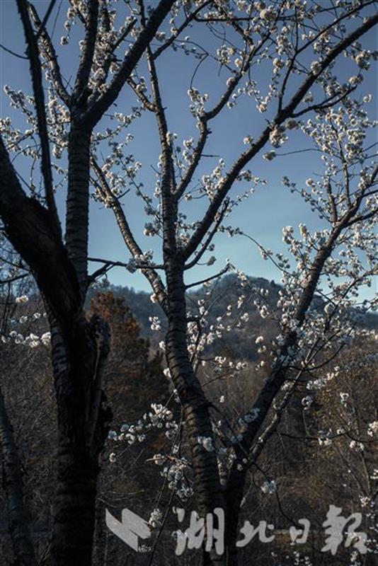 隨州大洪山野櫻花提前綻放