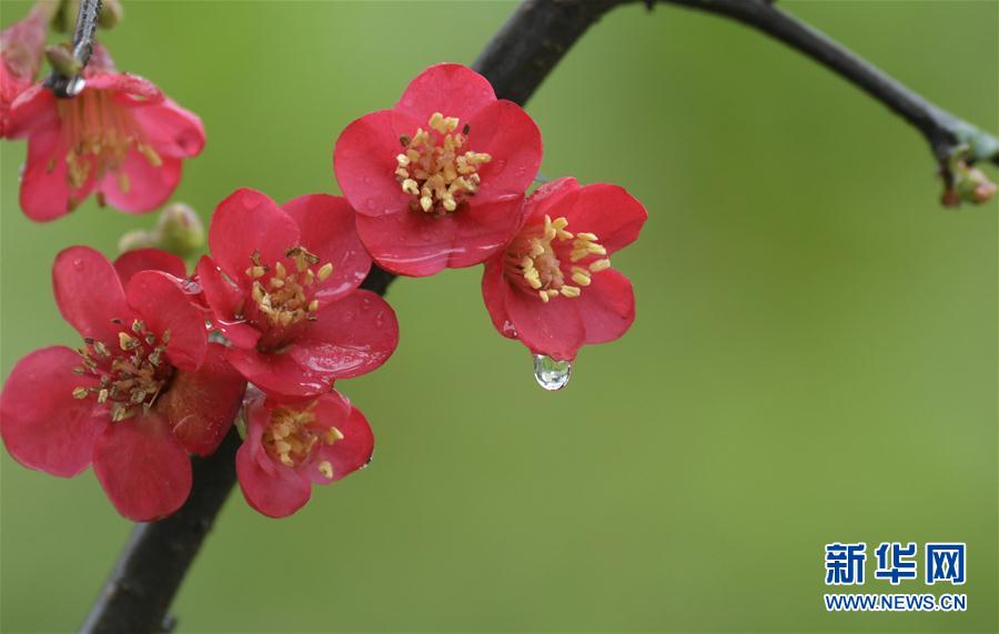 湖北省宣恩縣：雨潤花爭艷