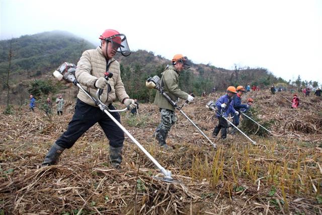 湖北2019年精準滅荒造林任務已完成六成