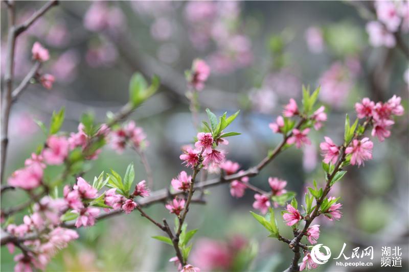 湖北秭歸：桃花盛開春滿西陵峽