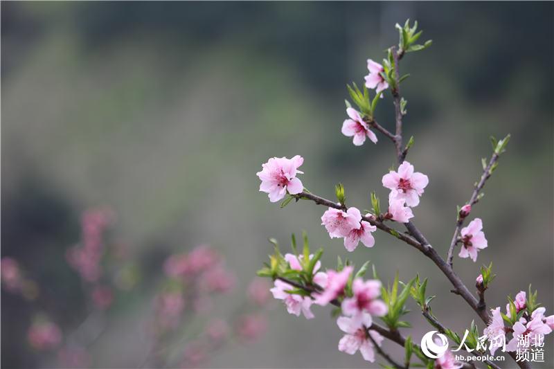 湖北秭歸：桃花盛開春滿西陵峽