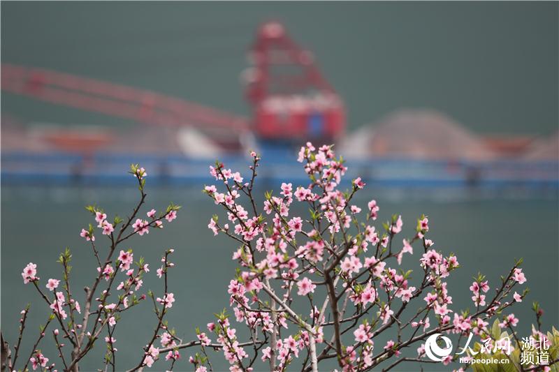 湖北秭歸：桃花盛開春滿西陵峽