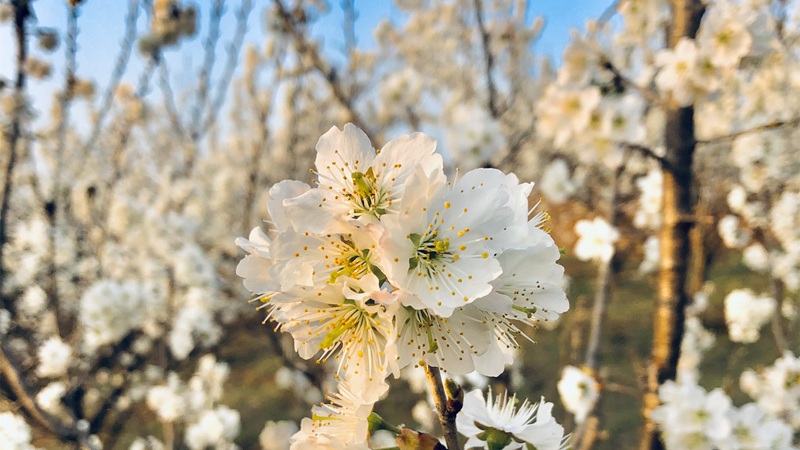 湖北南漳：萬畝櫻桃花迎春盛開