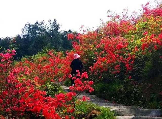 安陸美麗經濟從“花”來