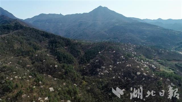 隨州大洪山野櫻花提前綻放