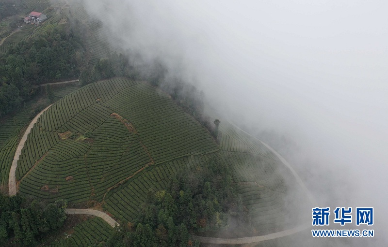 湖北鶴峰：霧繞茶山似畫卷