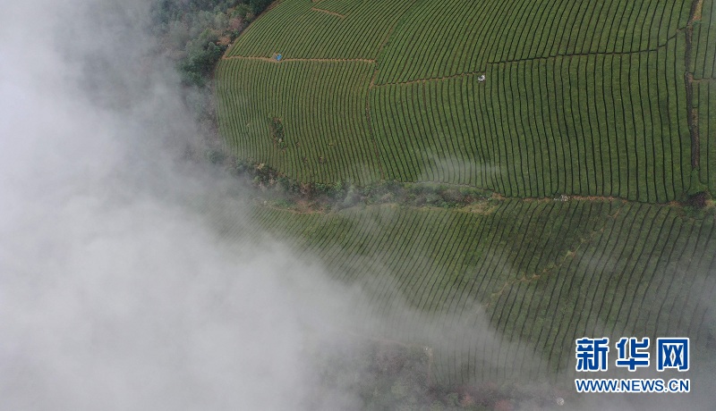 湖北鶴峰：霧繞茶山似畫卷