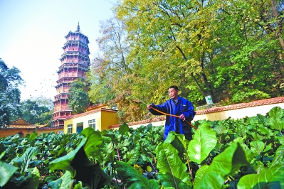 洪山寶塔下的洪山菜薹