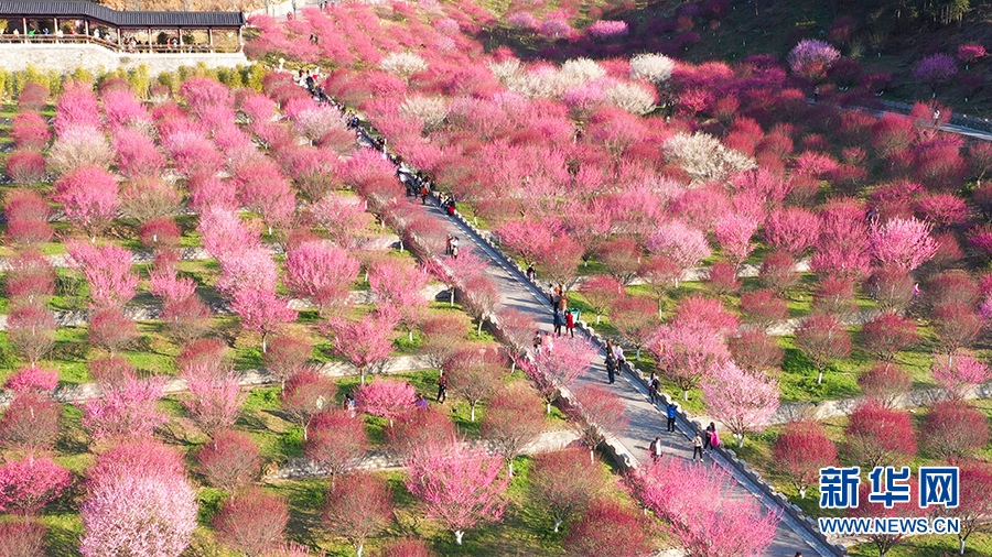 （新春走基層）建設生態植物園讓馬家河村走上致富路