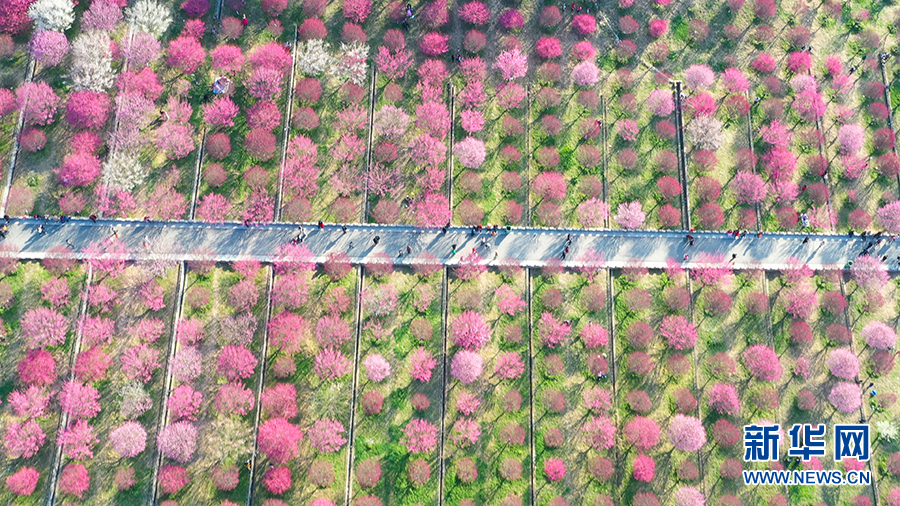 （新春走基層）建設生態植物園讓馬家河村走上致富路