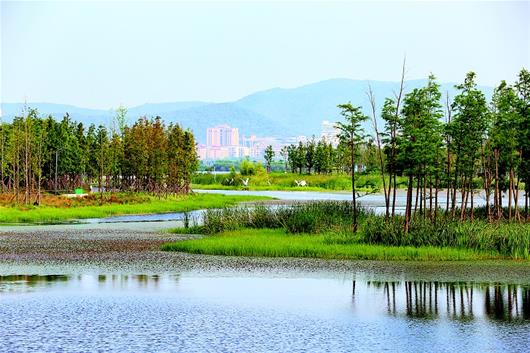 襄陽漢江濕地漸成鳥類天堂