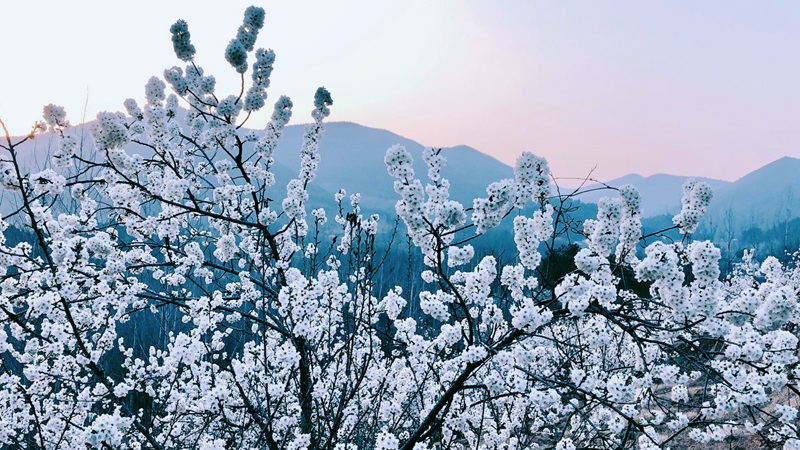 湖北南漳：萬畝櫻桃花迎春盛開