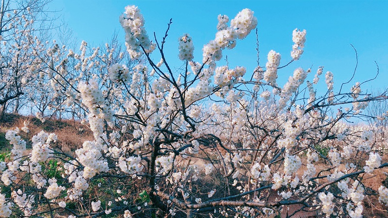 湖北南漳：萬畝櫻桃花迎春盛開