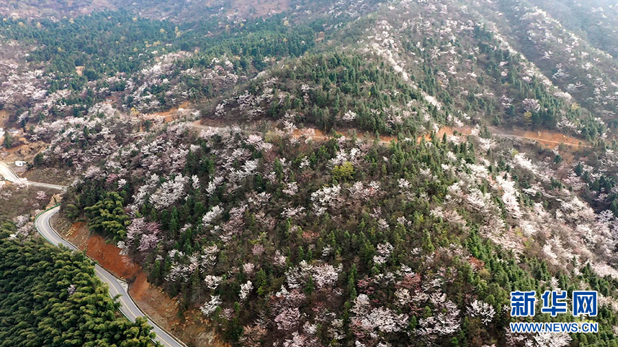 壯觀！大幕山萬株野櫻花綻放