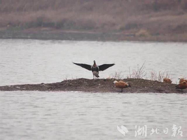 武漢首次監測到紅胸黑雁