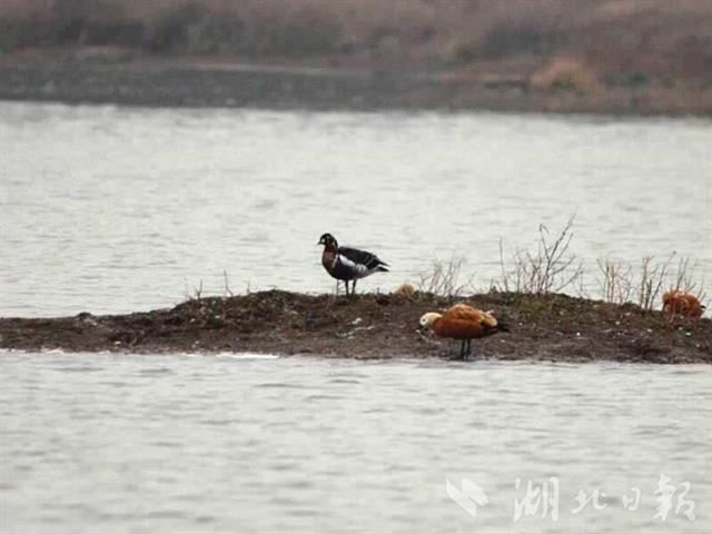 武漢首次監測到紅胸黑雁