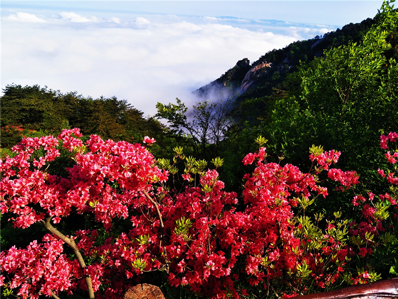 【湖北】【CRI原創】“五一”看花好去處 龜峰山景區杜鵑雲海美如畫（組圖）