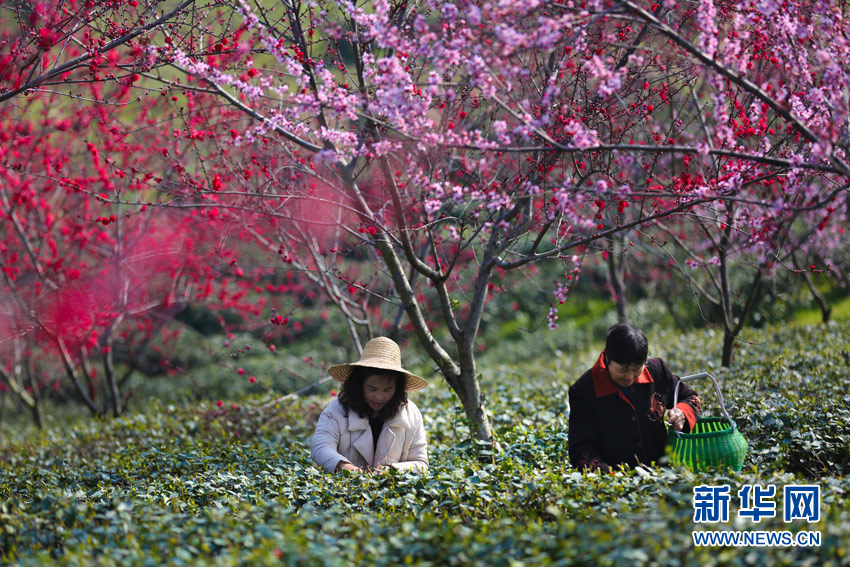 武漢新洲鳳凰鎮：“七彩茶園”採茶忙