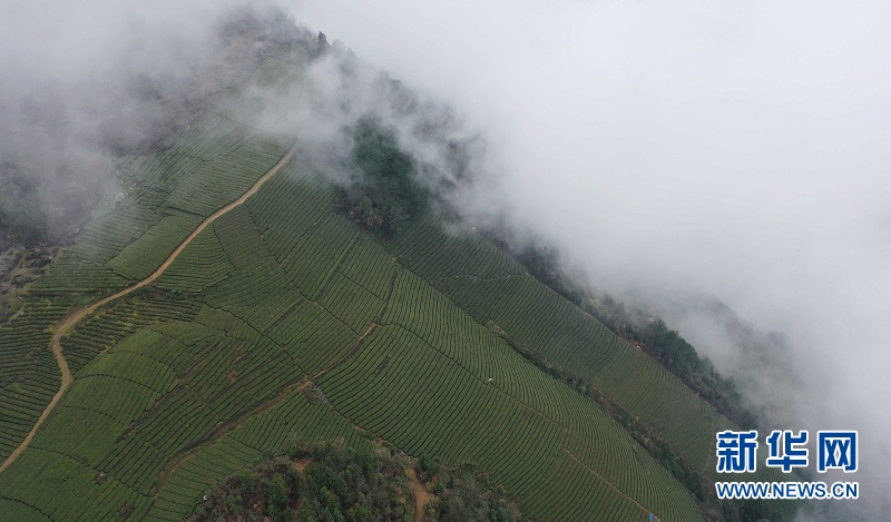 湖北鶴峰：霧繞茶山似畫卷