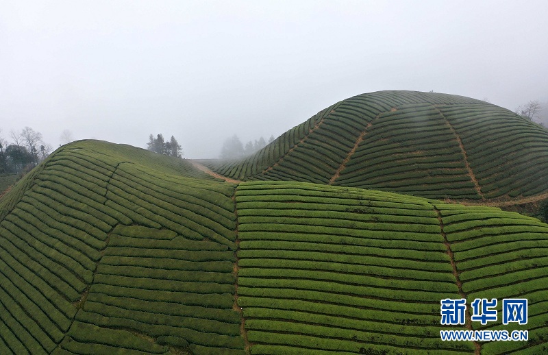 湖北鶴峰：霧繞茶山似畫卷