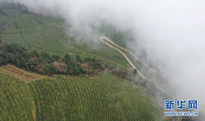 湖北鶴峰：霧繞茶山似畫卷