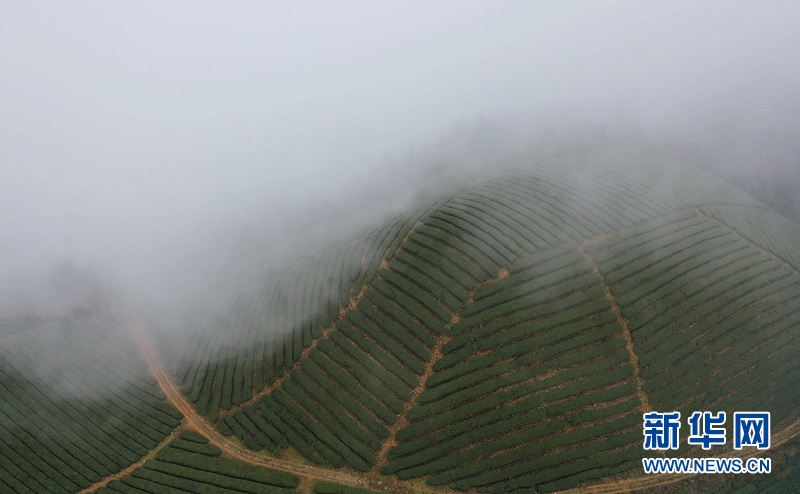 湖北鶴峰：霧繞茶山似畫卷