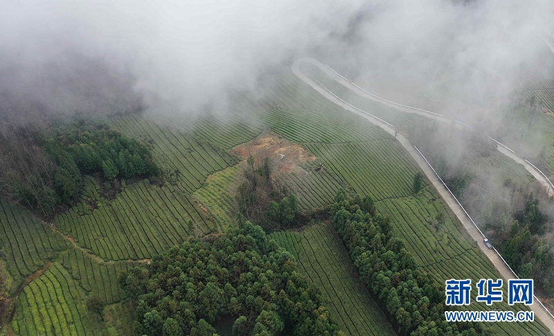 湖北鶴峰：霧繞茶山似畫卷