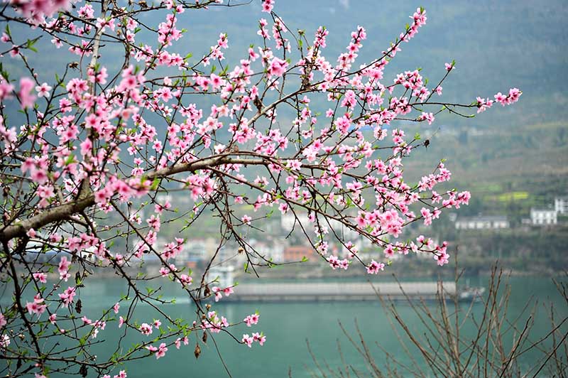 湖北宜昌：長江西陵峽 春景如畫廊