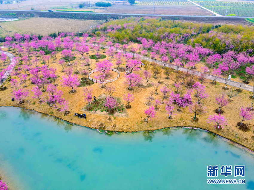 櫻花滿園似仙境