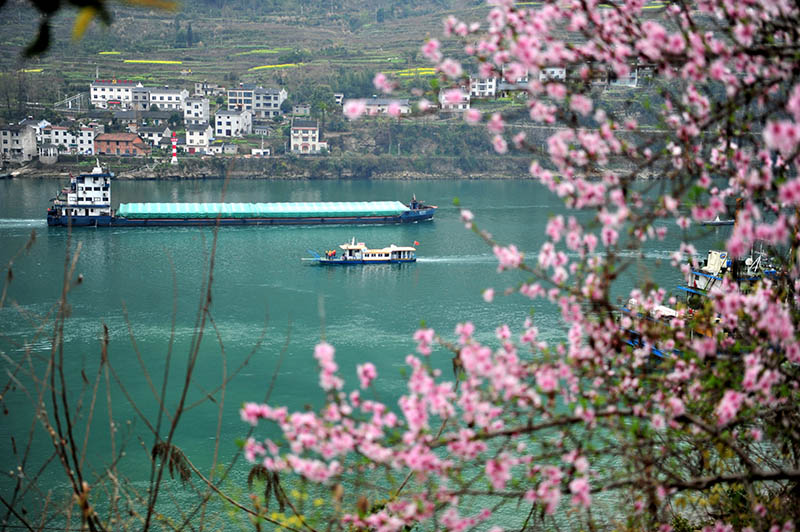 湖北宜昌：長江西陵峽 春景如畫廊