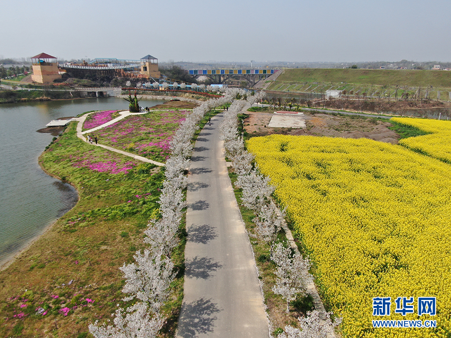 【“飛閱”中國】湖北安陸千畝花海待客來