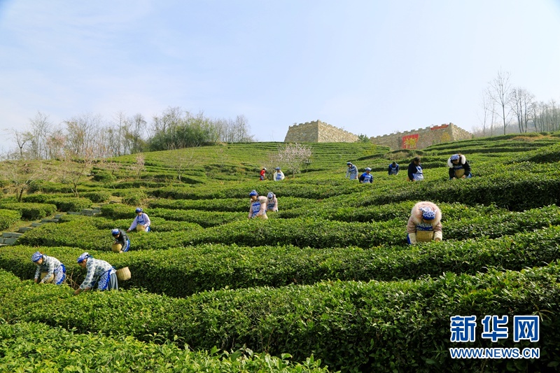 滿園春芽吐新綠 湖北谷城春茶採摘忙