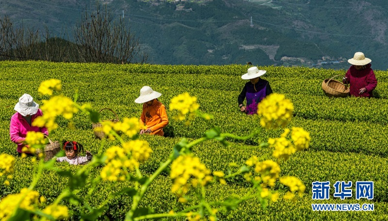 湖北秭歸：萬畝茶園吐新綠 茶農搶採“明前茶”