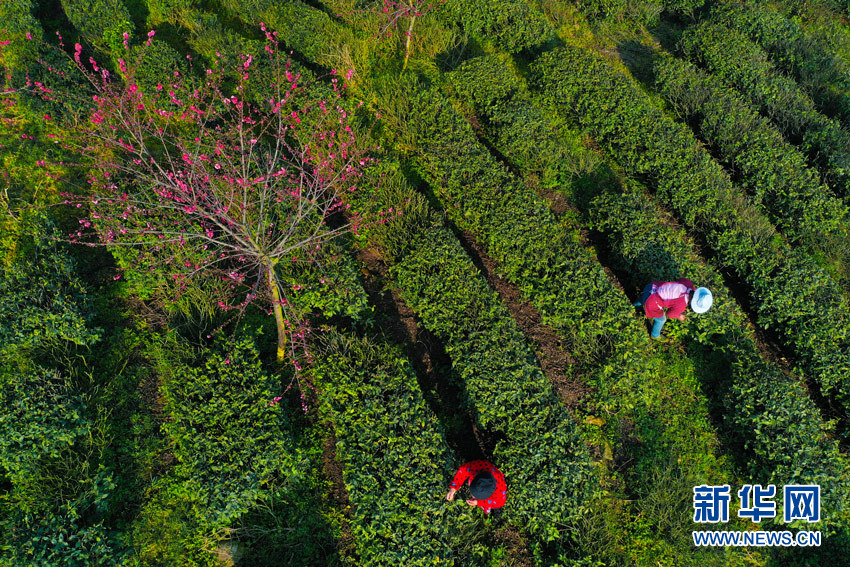 武漢新洲鳳凰鎮：“七彩茶園”採茶忙