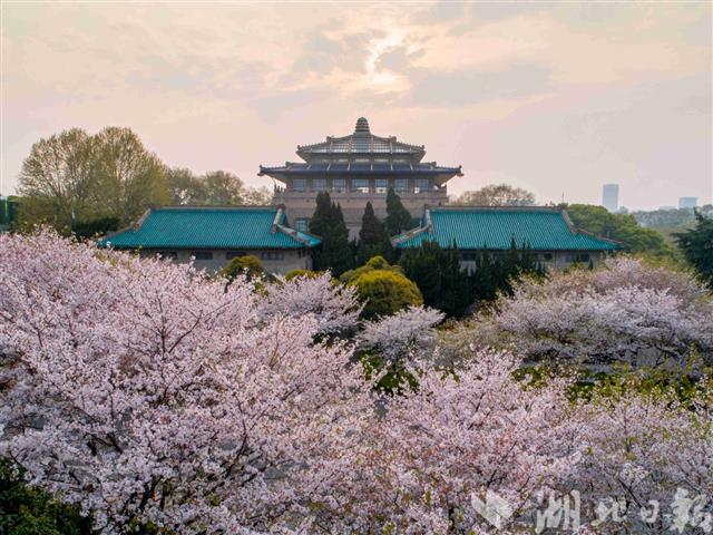 校園櫻花“雲上瞰”