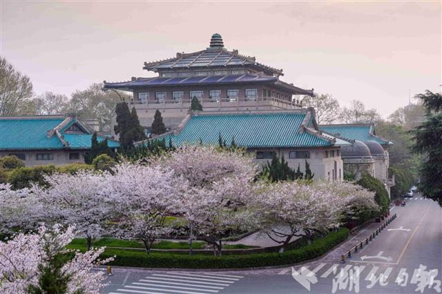 校園櫻花“雲上瞰”