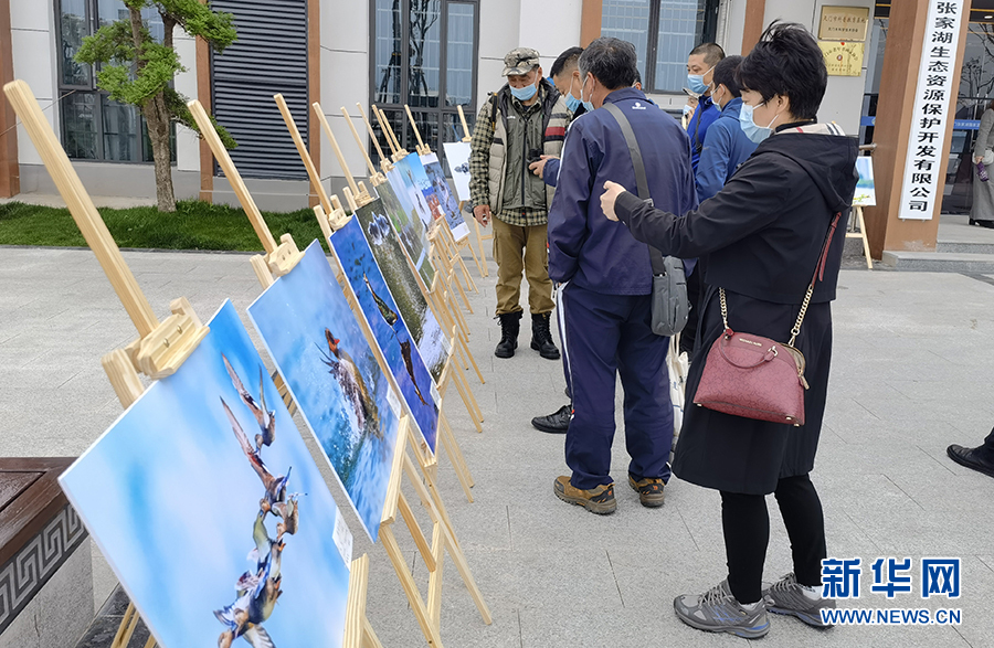 湖北野生鳥類達572種 佔全國鳥類的39.6%