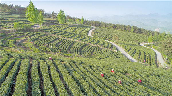 十堰茶葉香菇柑橘擠進海外細分市場_fororder_01