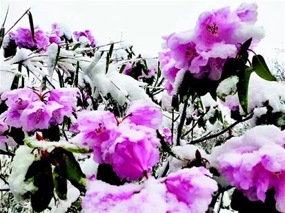 神農架高山杜鵑迎雪綻放