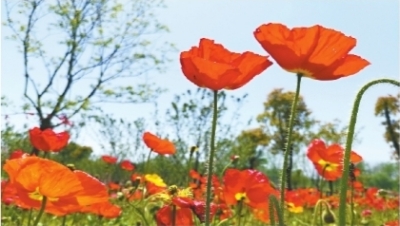 5月武漢還藏著很多網紅花海