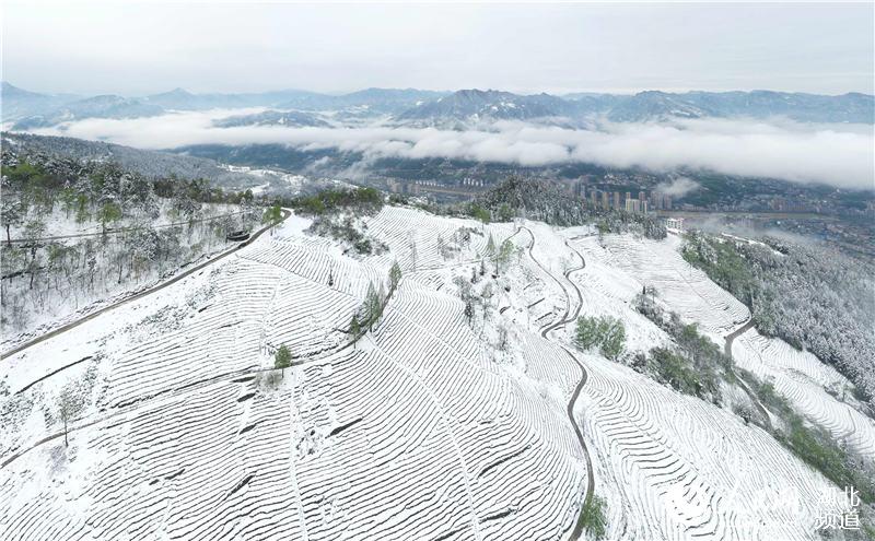 組圖：湖北保康 春雪如畫