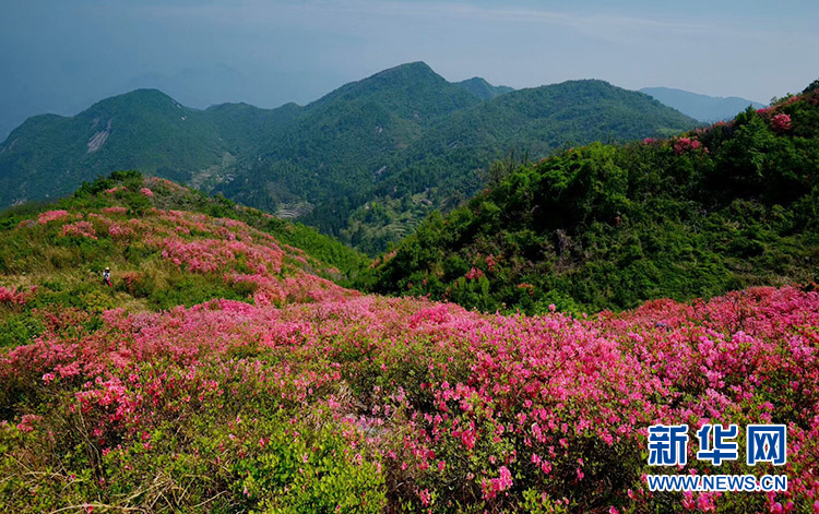 長嶺關村：兩朵花輝映脫貧路